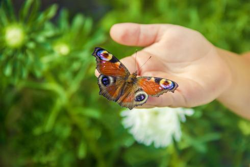 A butterfly on a child's palm. A summer meadow in the background.